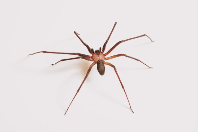 Spider Control & Elimination Services in Buffalo, NY